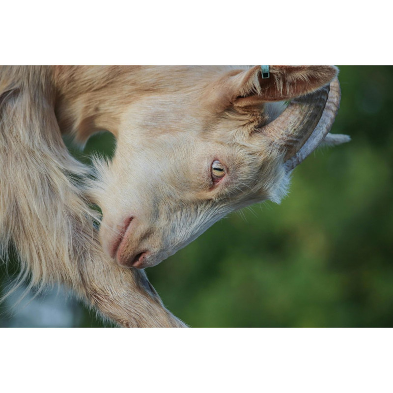 Dárkový poukaz na procházku s kozím parťákem – náhled 2