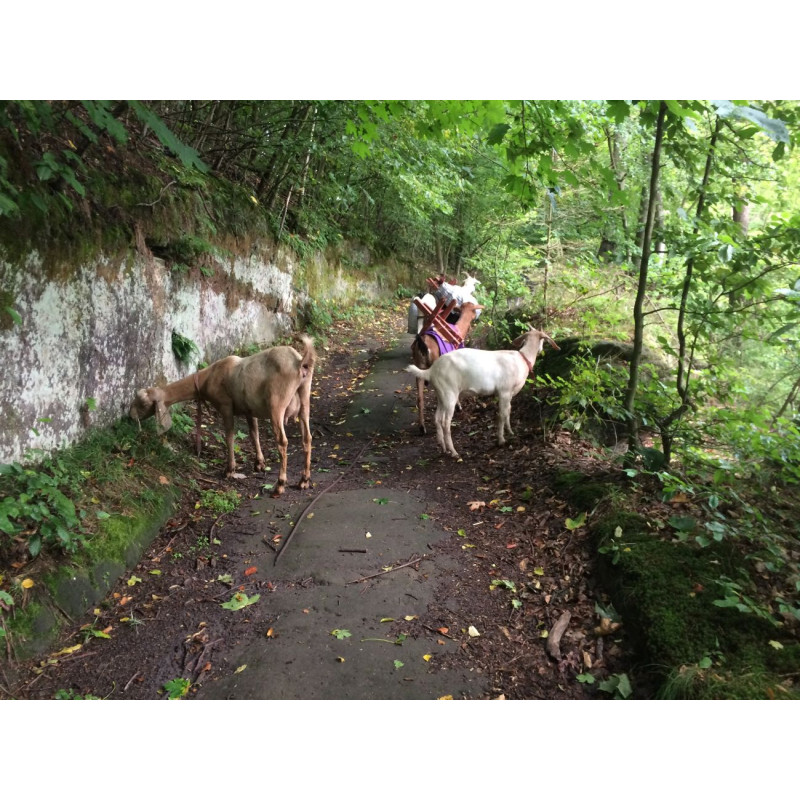Dárkový poukaz na procházku s kozím parťákem – náhled 4
