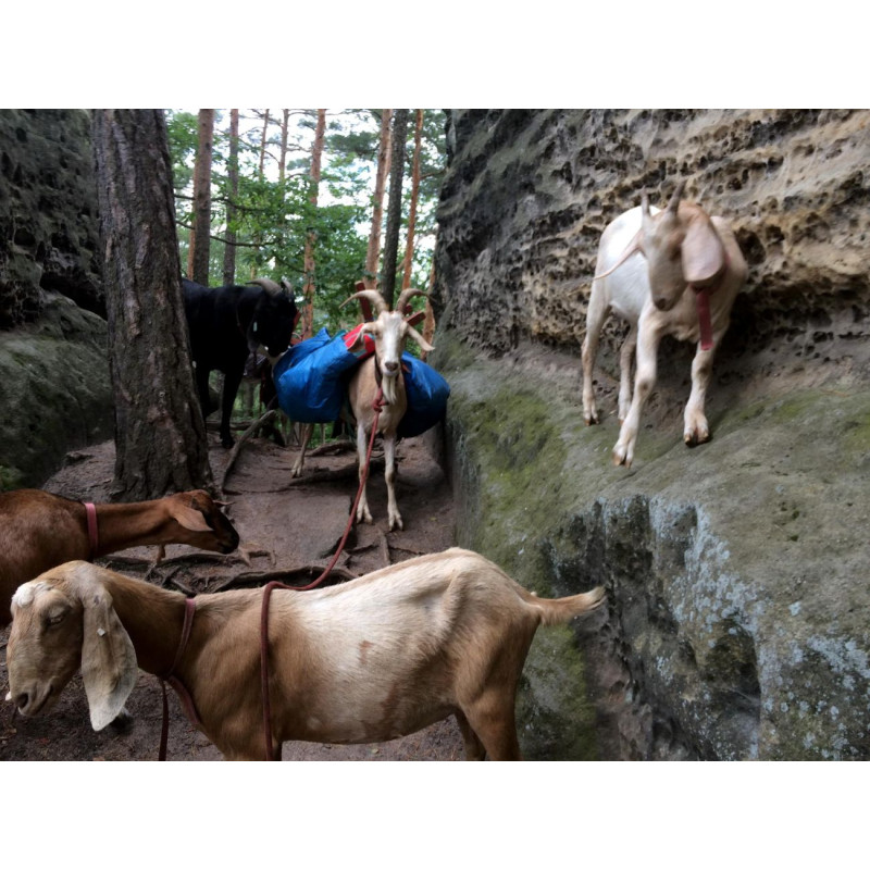 Dárkový poukaz na procházku s kozím parťákem – náhled 5