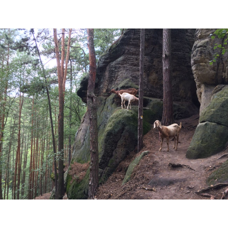 Dárkový poukaz na procházku s kozím parťákem – náhled 6