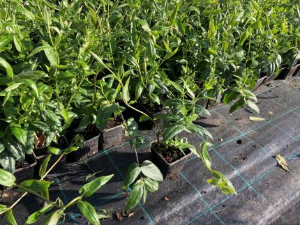 Dárkový poukaz na nákup v Onlinezahradnictvi.cz – Darujpoukaz.cz