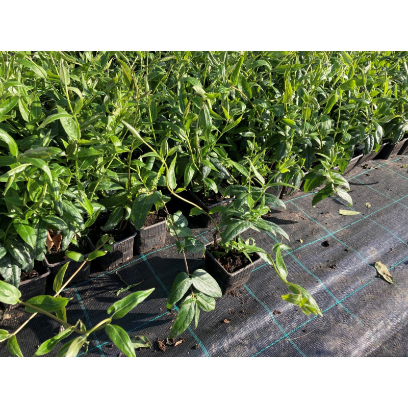 Dárkový poukaz na nákup v Onlinezahradnictvi.cz – Darujpoukaz.cz