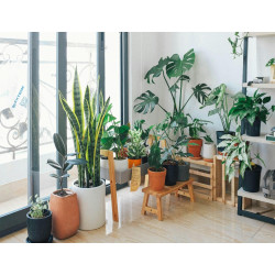 Dárkový poukaz na nákup pokojových rostlin v EkoAloe – Darujpoukaz.cz