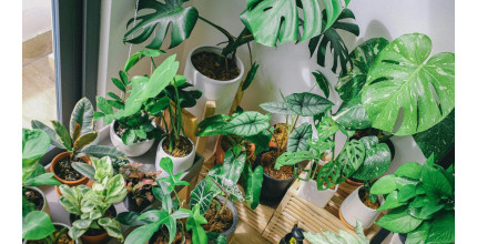 Dárkový poukaz na nákup pokojových rostlin v EkoAloe – náhled 2