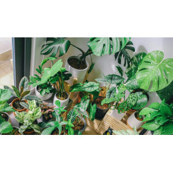 Dárkový poukaz na nákup pokojových rostlin v EkoAloe – náhled 2