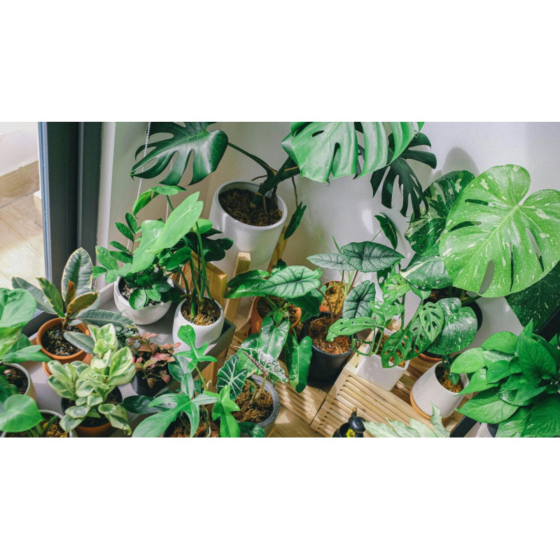 Dárkový poukaz na nákup pokojových rostlin v EkoAloe – náhled 2