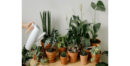 Dárkový poukaz na nákup pokojových rostlin v EkoAloe – náhled 3