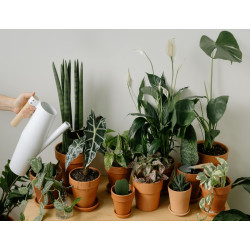 Dárkový poukaz na nákup pokojových rostlin v EkoAloe – náhled 3