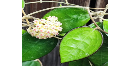 Dárkový poukaz na nákup pokojových rostlin v EkoAloe – náhled 4