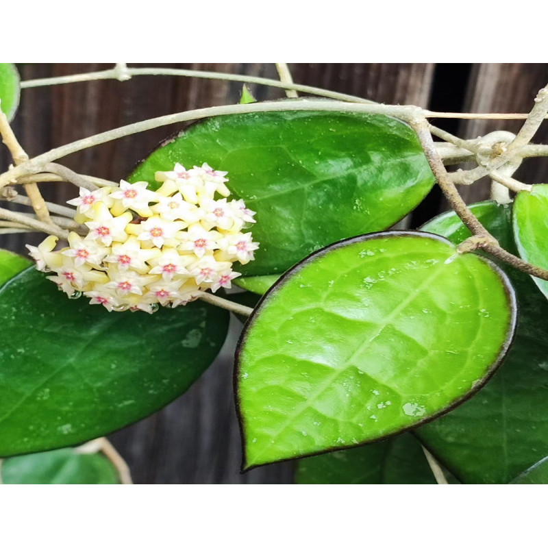 Dárkový poukaz na nákup pokojových rostlin v EkoAloe – náhled 4