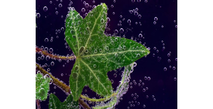 Dárkový poukaz na nákup pokojových rostlin v EkoAloe – náhled 5