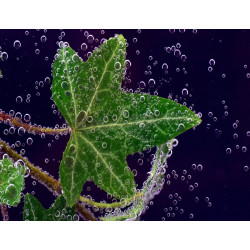 Dárkový poukaz na nákup pokojových rostlin v EkoAloe – náhled 5