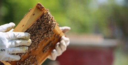 Dárkový poukaz Kurz včelařem na jeden den