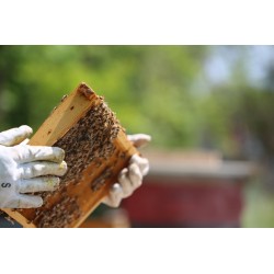 Dárkový poukaz na Kurz včelařem na jeden den