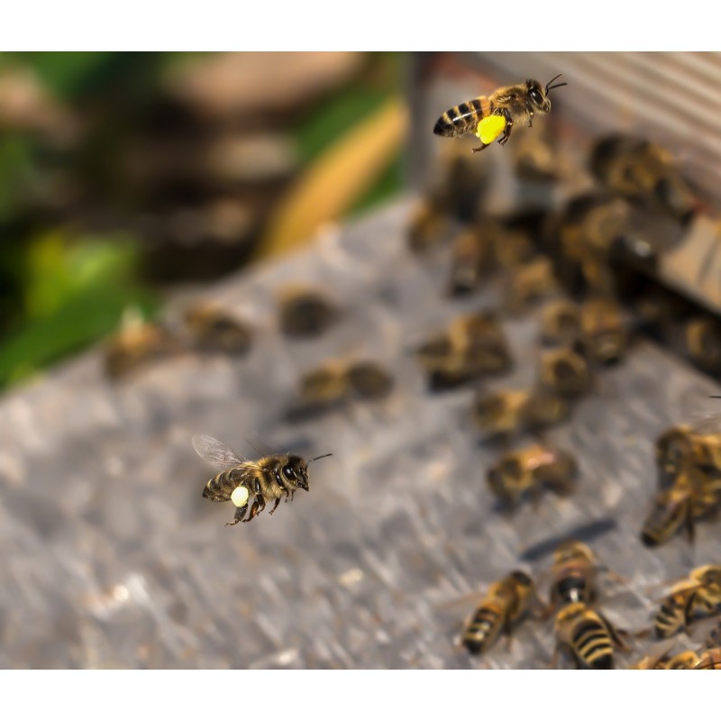 Dárkový poukaz na Kurz včelařem na jeden den – náhled 3