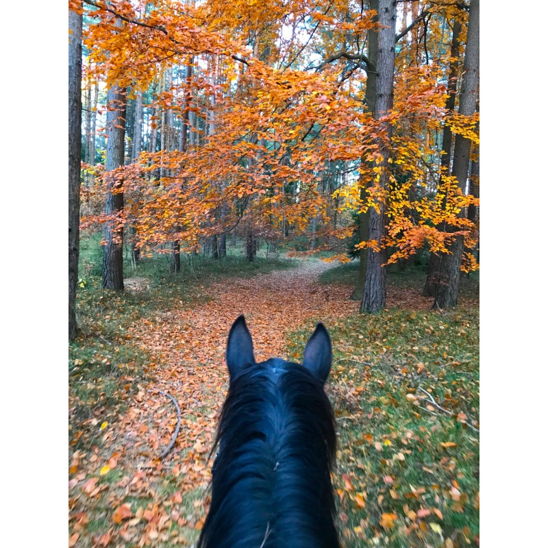 Dárkový poukaz na projížďku na koni s instruktorem – náhled 6