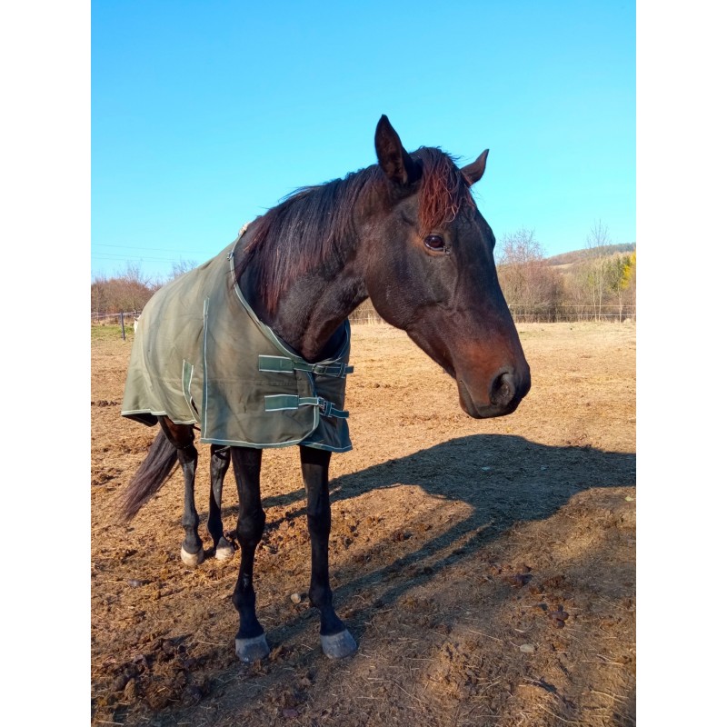 Dárkový poukaz na projížďku na koni s instruktorem – náhled 7