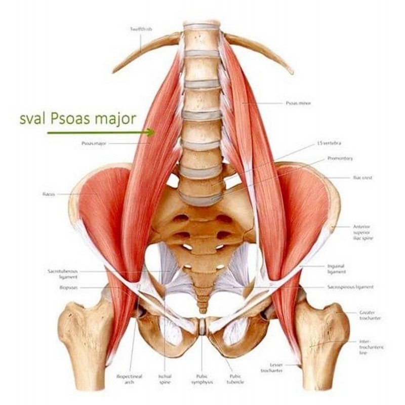 Dárkový poukaz na Videokurz Péče o páteř a bederní svaly Psoas – náhled 4