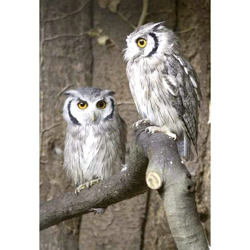 Dárkový poukaz na Poznej kouzlo sov – náhled 2