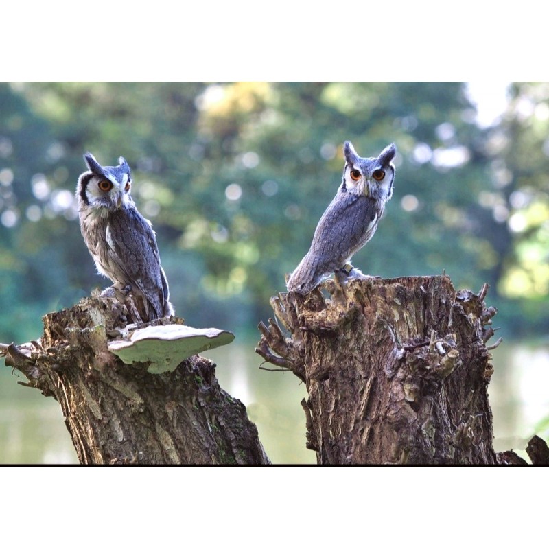 Dárkový poukaz na Poznej kouzlo sov – náhled 3