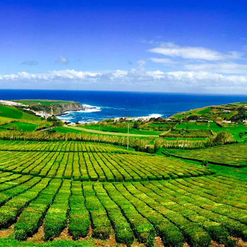 Dárkový poukaz na kvalitní sypané čaje dle vlastního výběru – náhled 4