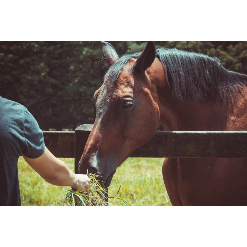 Dárkový poukaz na projížďku na koni v přírodě a péče o koně – náhled 2