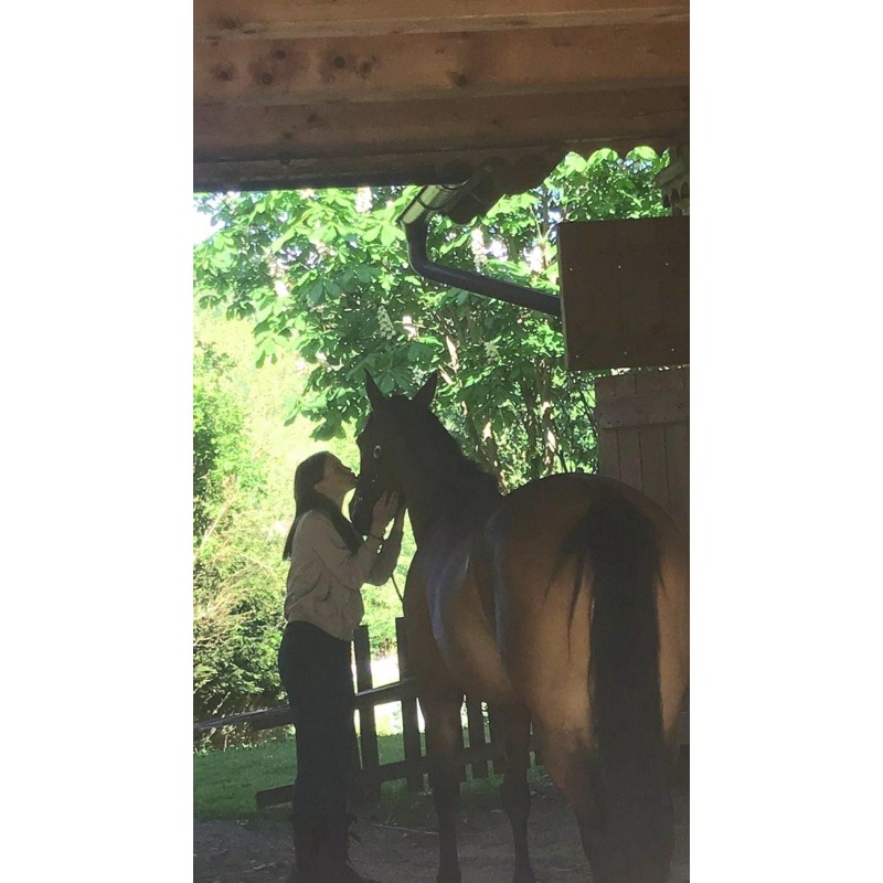 Dárkový poukaz na péči o koně a přirozenou komunikaci – náhled 9