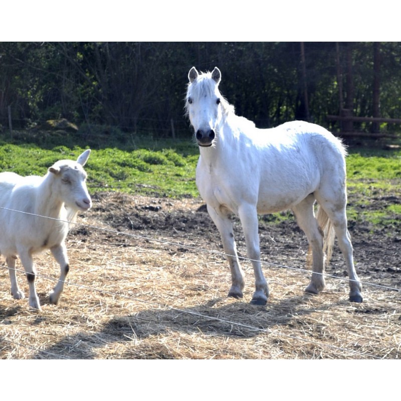 Dárkový poukaz na péči o koně a přirozenou komunikaci – náhled 5