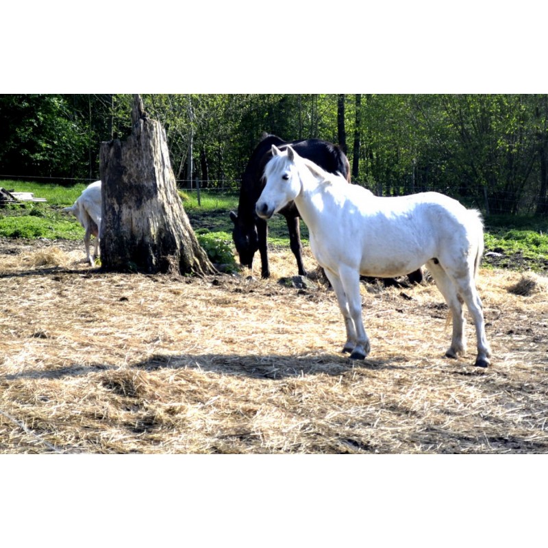 Dárkový poukaz na péči o koně a přirozenou komunikaci – náhled 4