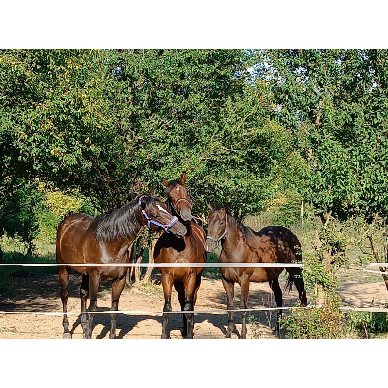 Dárkový poukaz na projížďku na koni s instruktorem – náhled 9