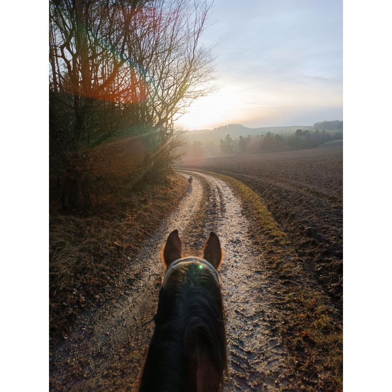 Dárkový poukaz na projížďku na koni s instruktorem – náhled 5