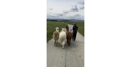 Dárkový poukaz na Lama trekking s Růženkou, Běluškou a Jůlinkou