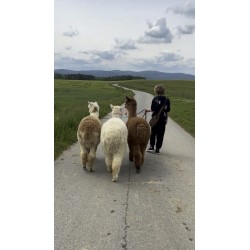 Dárkový poukaz na Lama trekking s Růženkou Běluškou a Jůlinkou