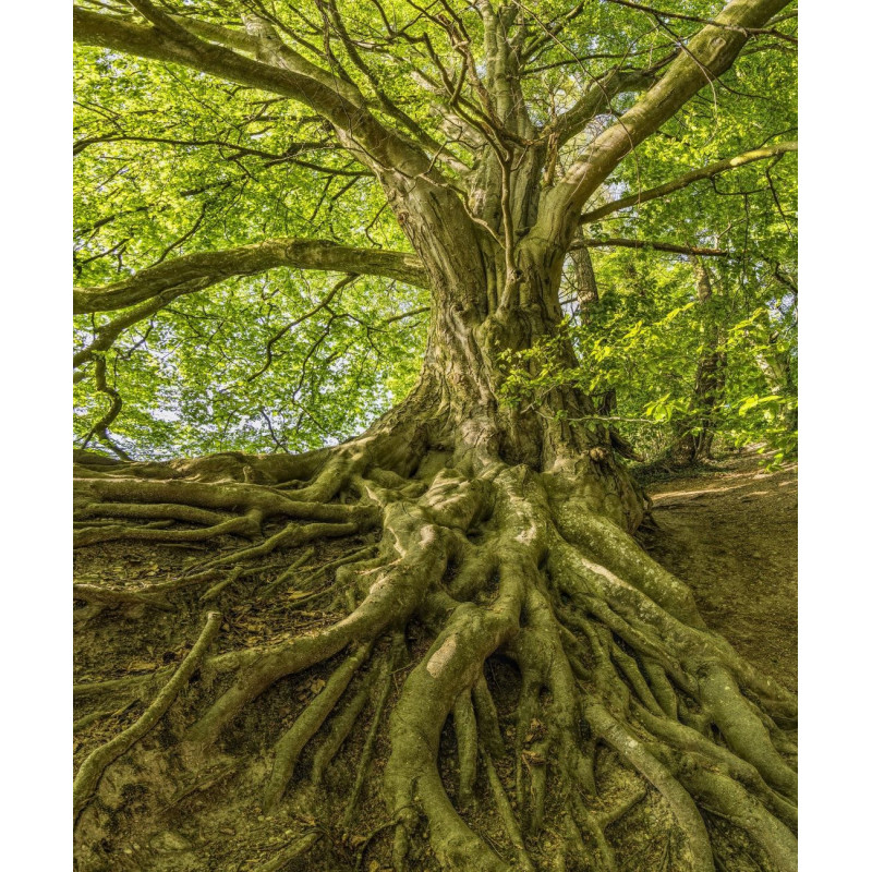 Dárkový poukaz na rodokmen-vývod do 4. generace v otcovské i mateřské linii – náhled 2