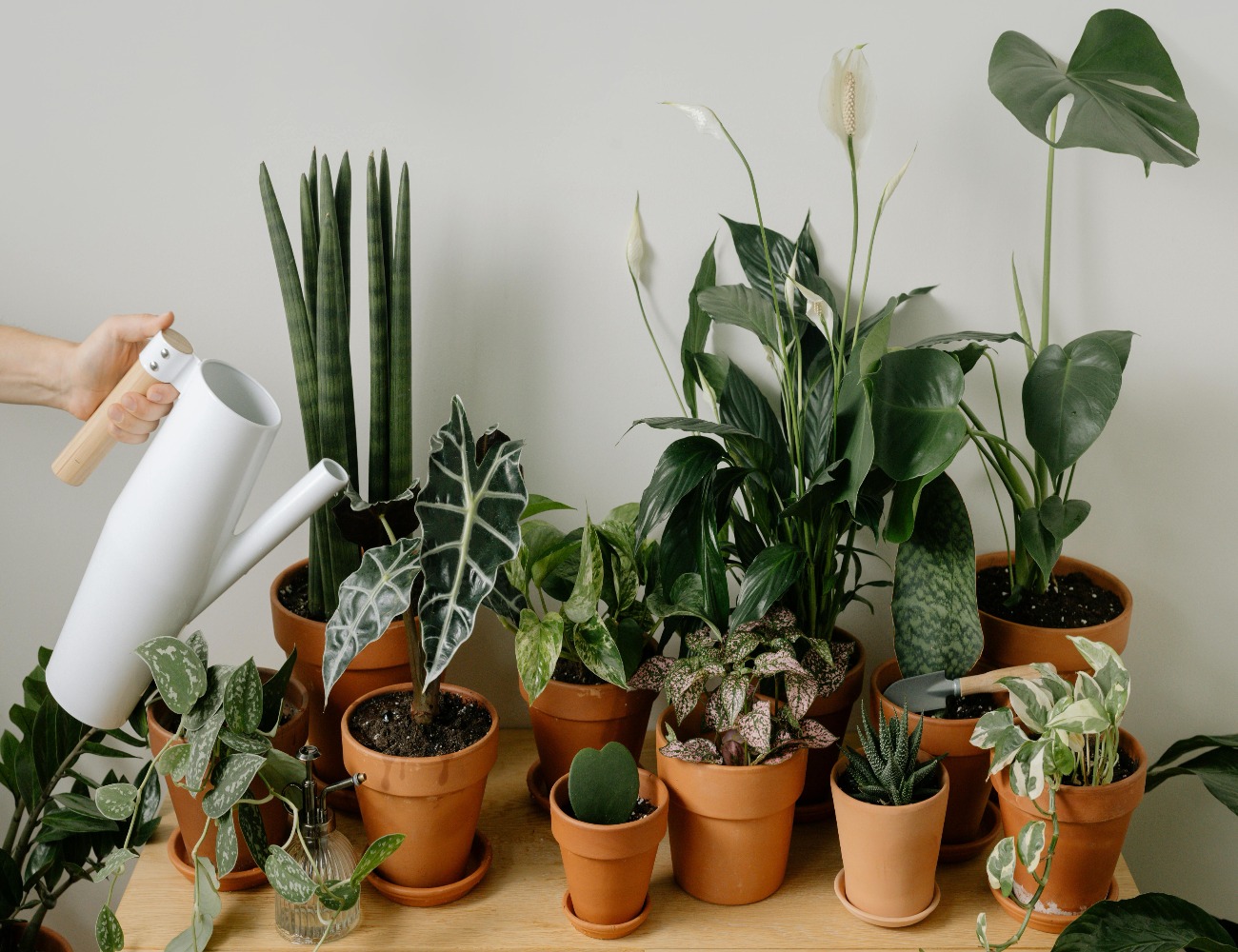 Dárkový poukaz na nákup pokojových rostlin v EkoAloe – ukázka 2 – Darujpoukaz.cz