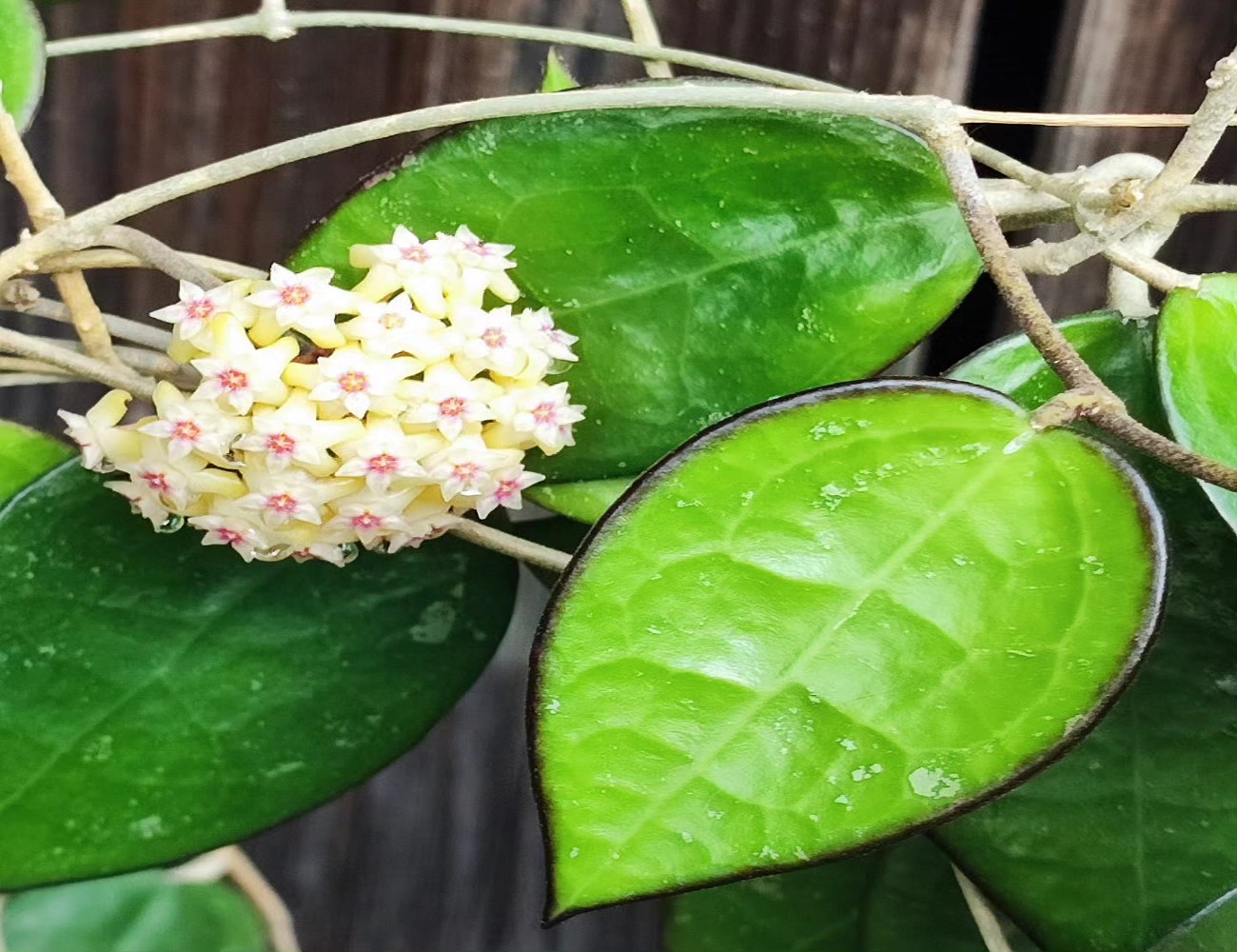 Dárkový poukaz na nákup pokojových rostlin v EkoAloe – ukázka 3 – Darujpoukaz.cz