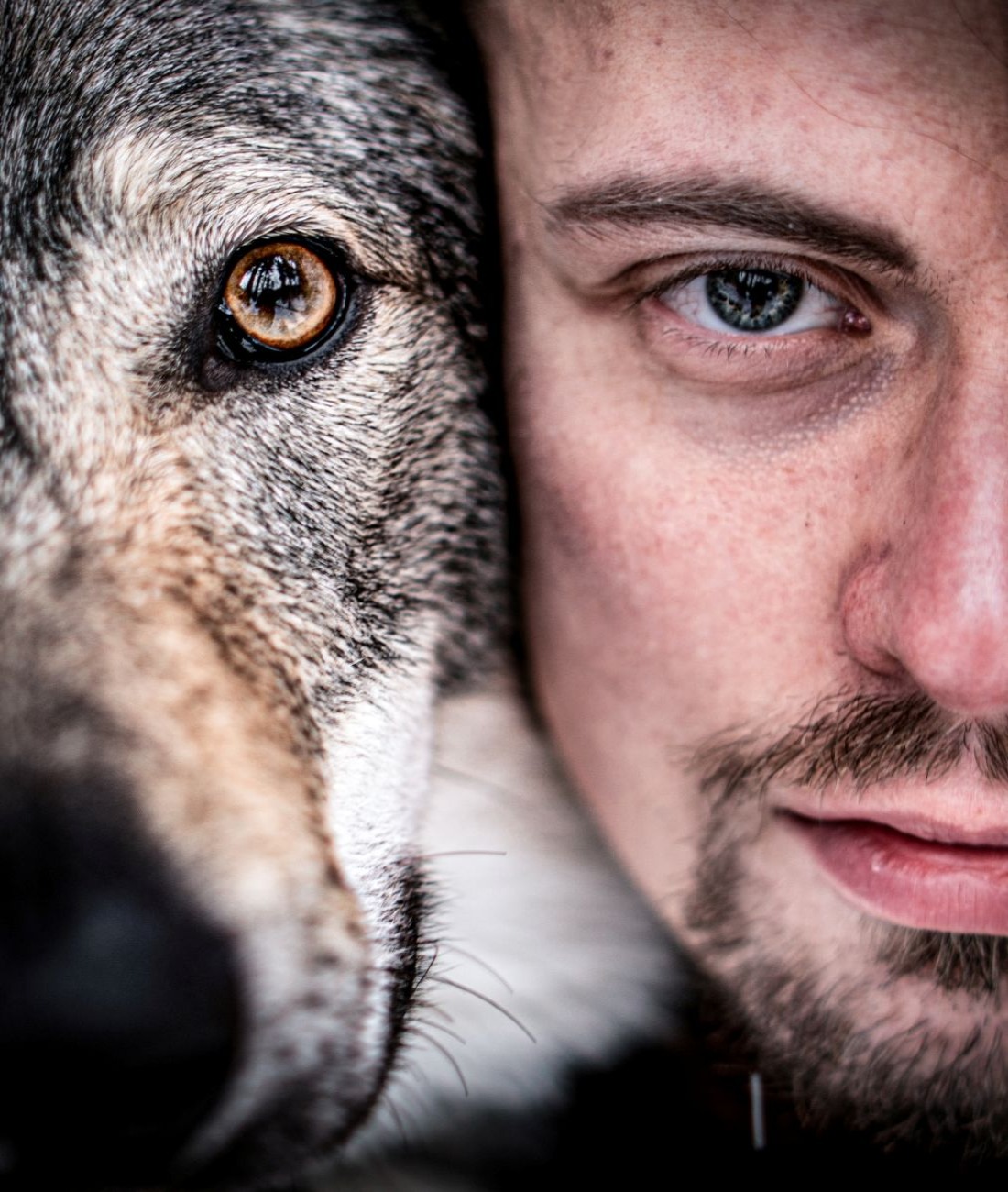 Dárkový poukaz na zážitkové focení s vlky – ukázka – Darujpoukaz.cz