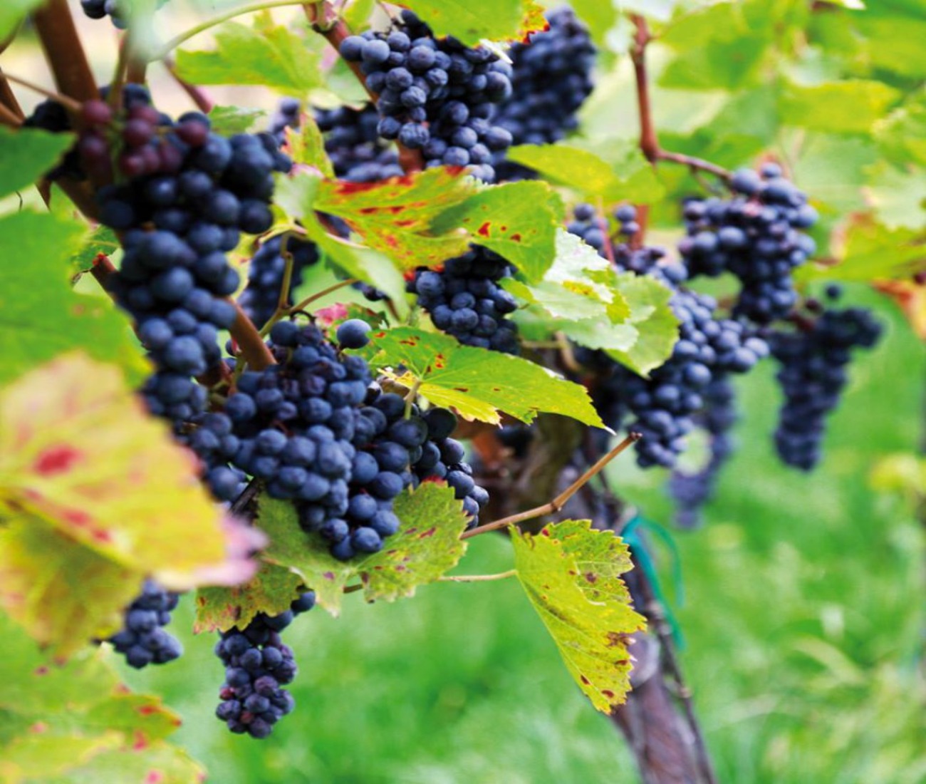 Dárkový poukaz na soukromý výlet plný dobrodružství s Offroadsafari.cz – ukázka 25 – Darujpoukaz.cz